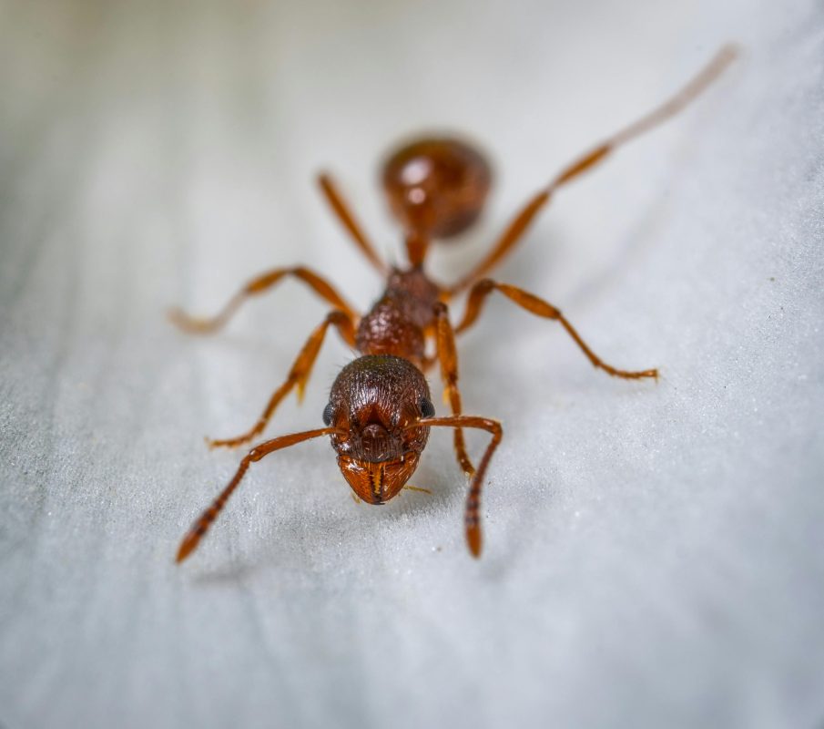 Comment se débarrasser des fourmis dans les toilettes ?